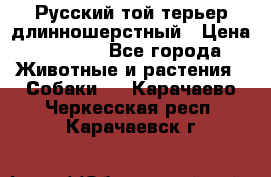 Русский той-терьер длинношерстный › Цена ­ 7 000 - Все города Животные и растения » Собаки   . Карачаево-Черкесская респ.,Карачаевск г.